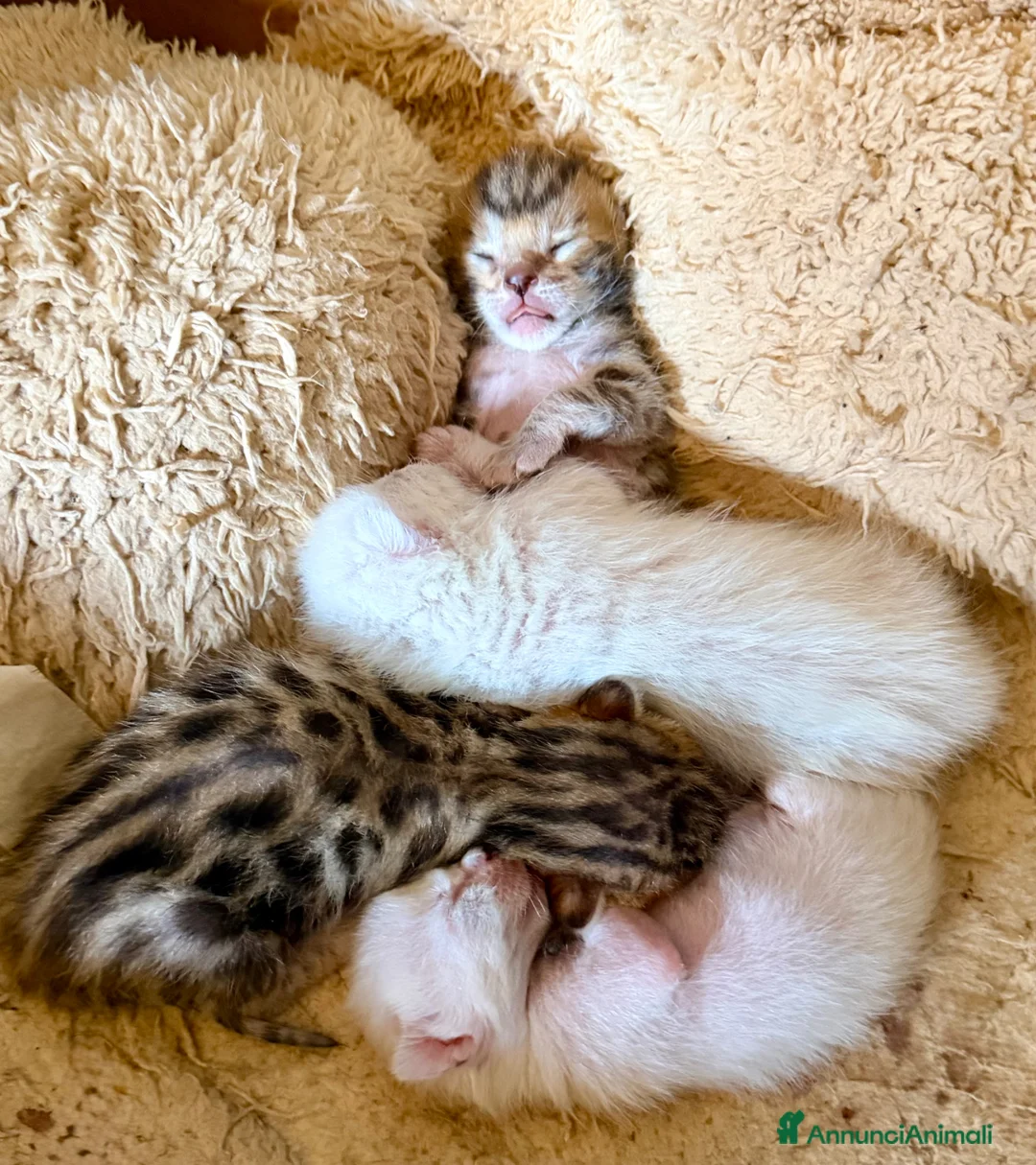 Bengala gatti in vendita: gatto bengala  - Annuncio 2