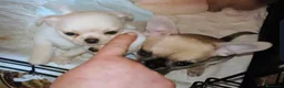Chihuahua cani in vendita: Chihuahua con genealogia multi campioni ENCI  - Annuncio 2