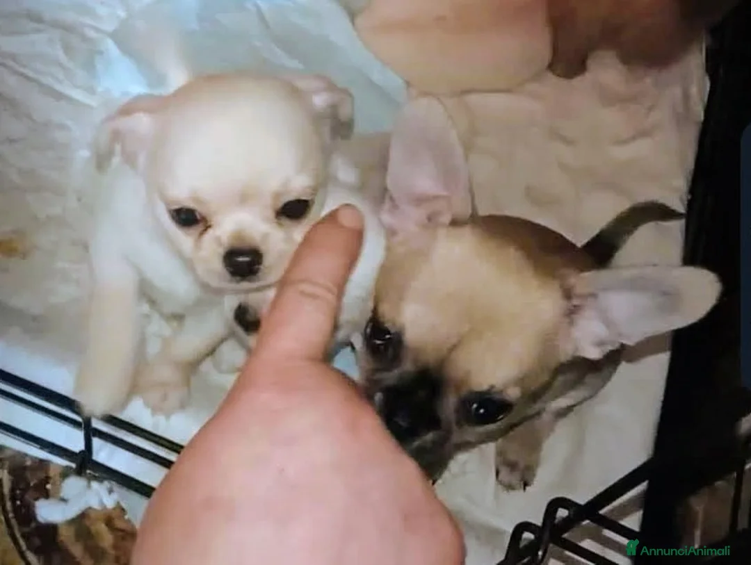 Chihuahua cani in vendita: Chihuahua con genealogia multi campioni ENCI  - Annuncio 2