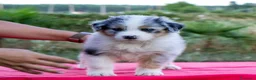 Australian Shepherd cani in vendita: Cuccioli Pastore Australiano/Australian Shepherd  - Annuncio 2