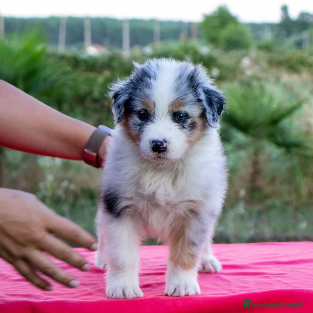 Australian Shepherd cani in vendita: Cuccioli Pastore Australiano/Australian Shepherd  - Annuncio 2