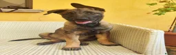 Pastore Belga cani in vendita: Cuccioli Pastore Belga Malinois - Annuncio 4