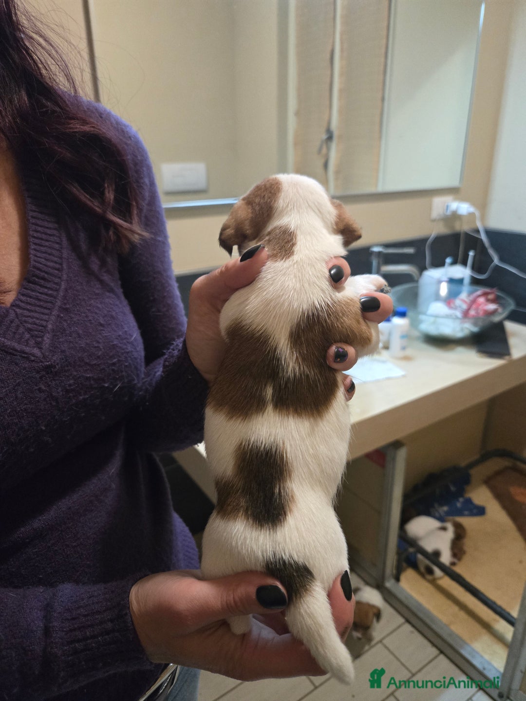 Jack Russell cani in vendita: Cuccioli Jack Russell Terrier - Annuncio 9