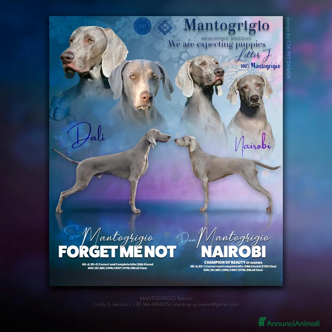 Weimaraner cani in vendita: Cuccioli Weimaraner - Maschio - Annuncio 2