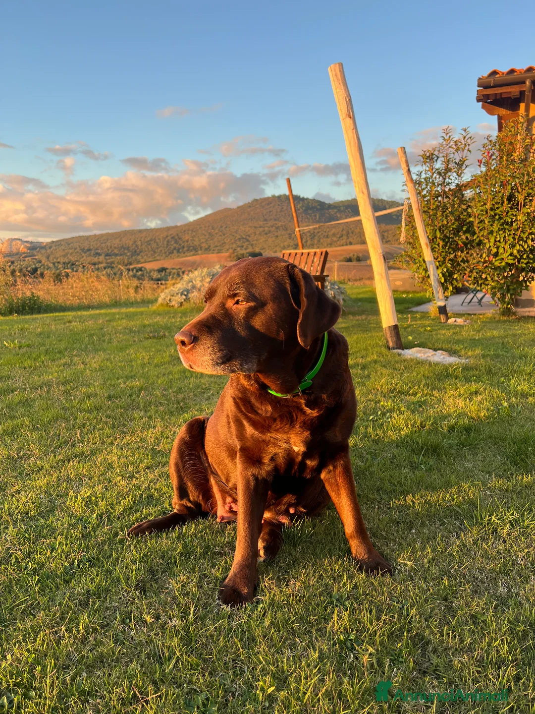 Labrador cani in vendita: Labrador Cioccolato - Annuncio 1