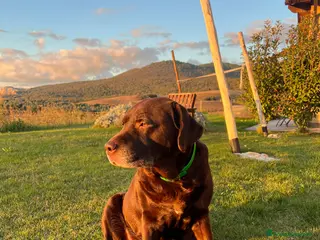 Labrador cani Labrador Cioccolato - Annuncio 1