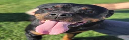 Rottweiler cani in regalo: Straordinaria Rottweiler di nome Beverly - Annuncio 1