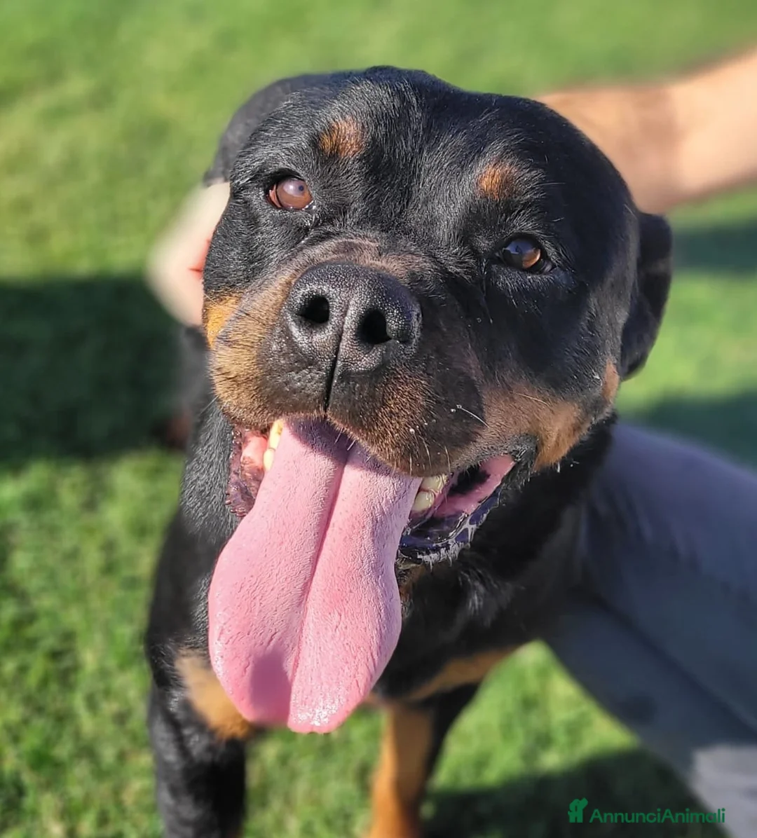 Rottweiler cani in regalo: Straordinaria Rottweiler di nome Beverly - Annuncio 1