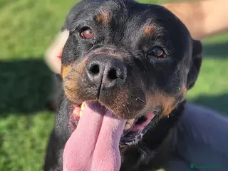 Rottweiler cani Straordinaria Rottweiler di nome Beverly - Annuncio 2