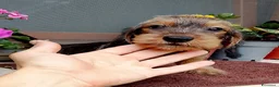 Bassotto cani in vendita: Bassotto pelo duro nano con pedigree  - Annuncio 10