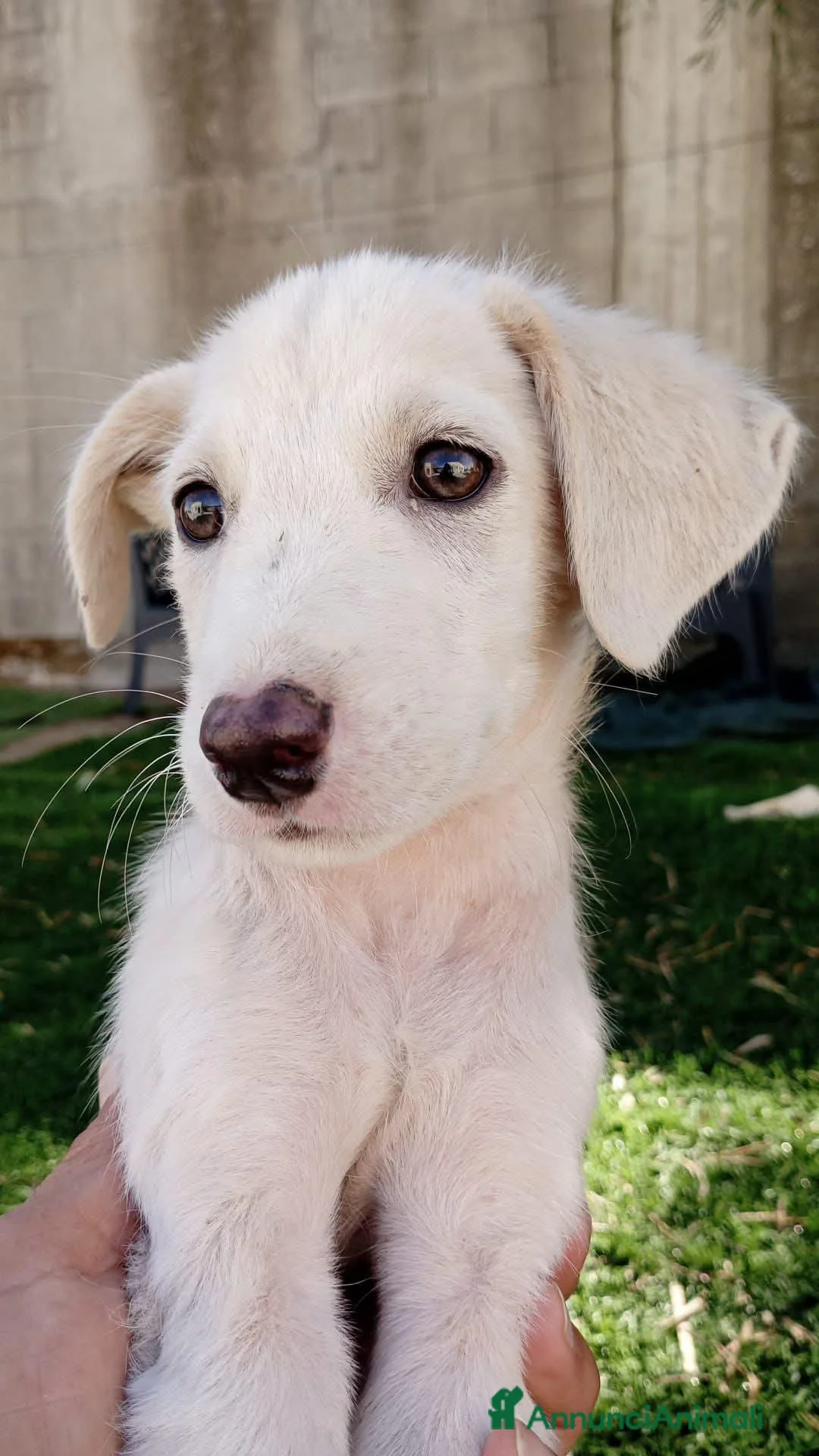 Meticcio cani in regalo: Luchino - Annuncio 1