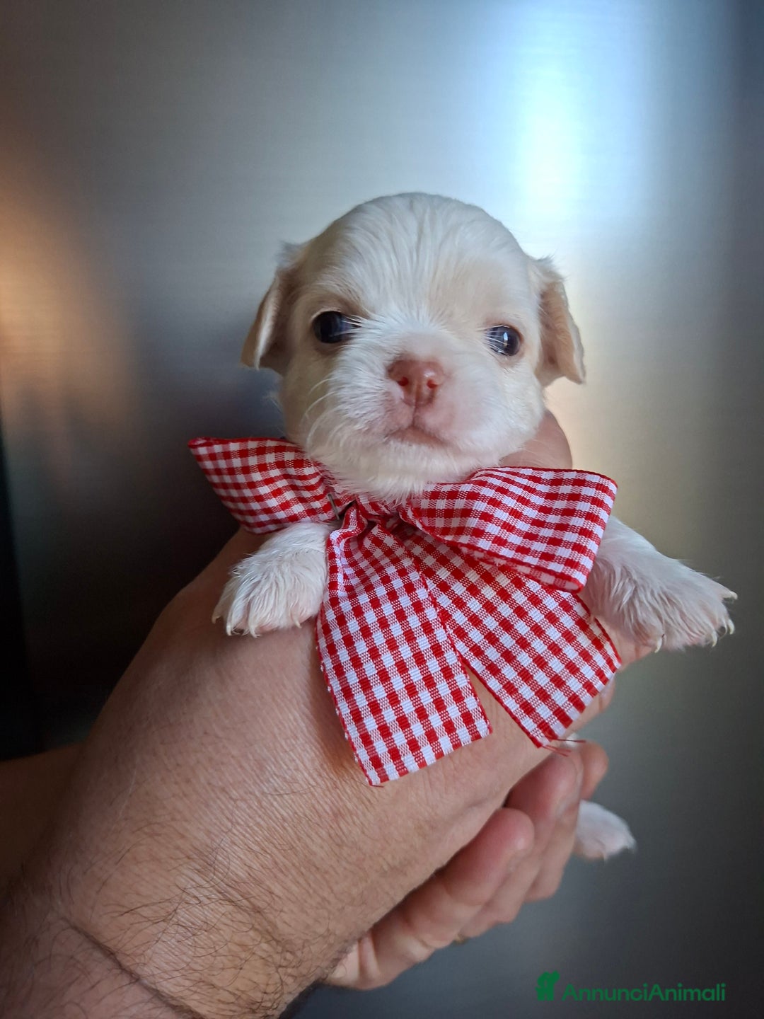 Chihuahua cani in vendita: Chihuahua pelo lungo tg mini  - Annuncio 8