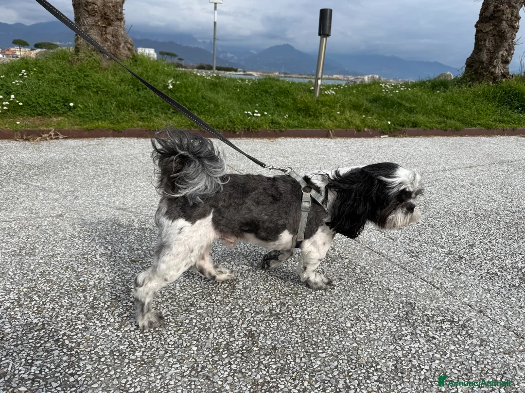 Shih Tzu cani per accoppiamento: Shih Tzu maschio per accoppiamento a La Spezia a Provincia della Spezia - Annuncio 2