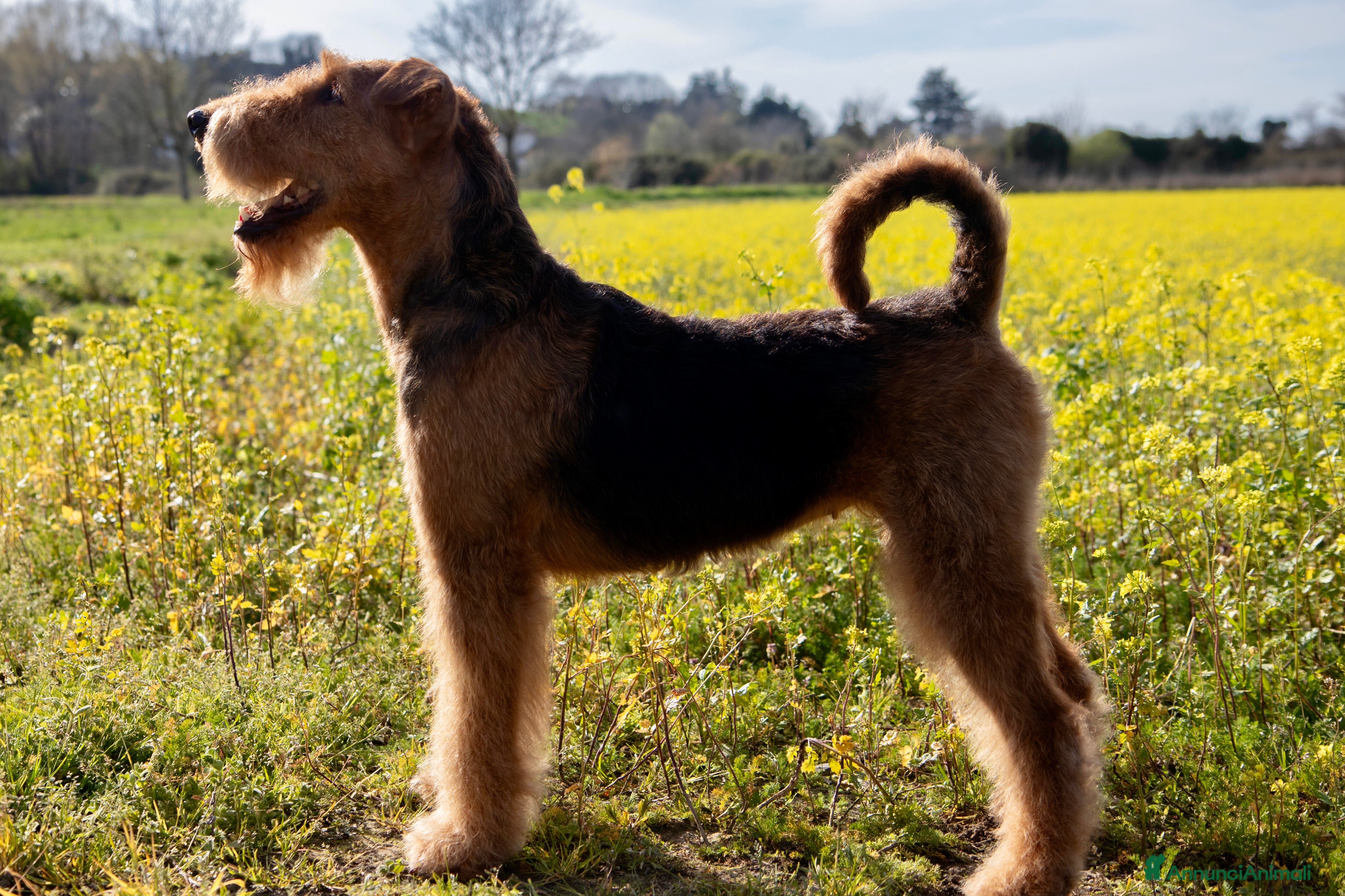 Airedale Terrier cani Splendidi cuccioli di airedale terrier  - Annuncio 1