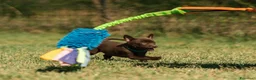 Australian Kelpie cani in vendita: Cuccioli Australian Kelpie  a Provincia di Siena - Annuncio 11
