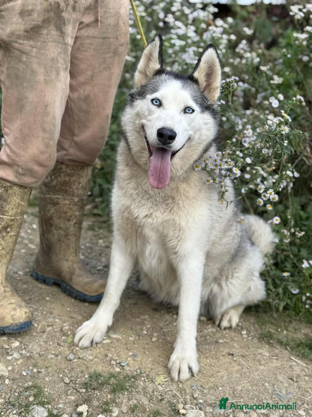 Husky cani in regalo: CINDY, splendida HUSKY cerca famiglia! - Annuncio 7