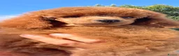 Barboncino cani in vendita: Barboncino nano fulvo - Annuncio 10
