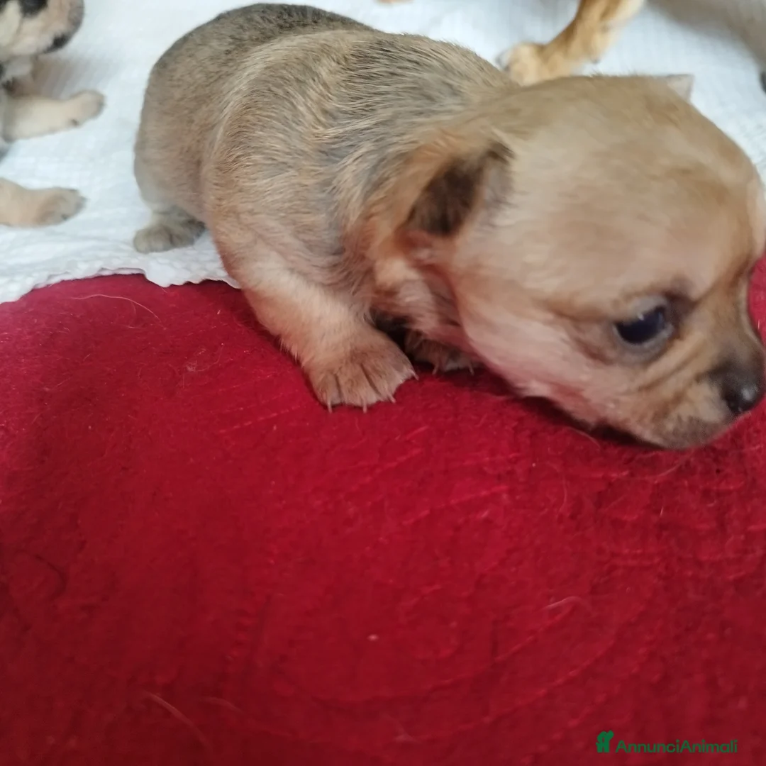 Chihuahua cani in vendita: Privato  - Annuncio 2