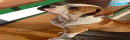 Bulldog cani in vendita: Cucciolo American bulldog  - Annuncio 11