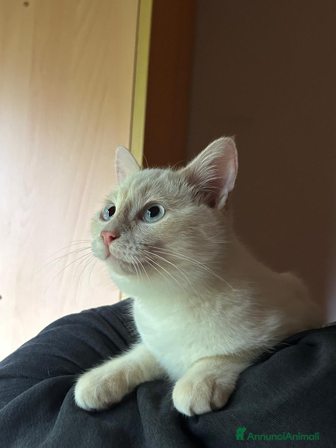 Europeo gatti in regalo: AURA CERCA CASA ❤️ - Annuncio 3