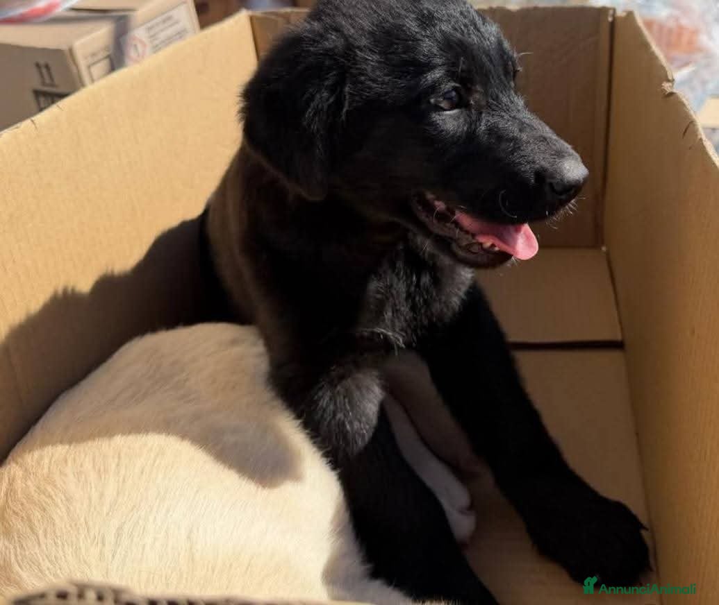 Meticcio cani 3 mesi, femmina simil Labrador  - Annuncio 1
