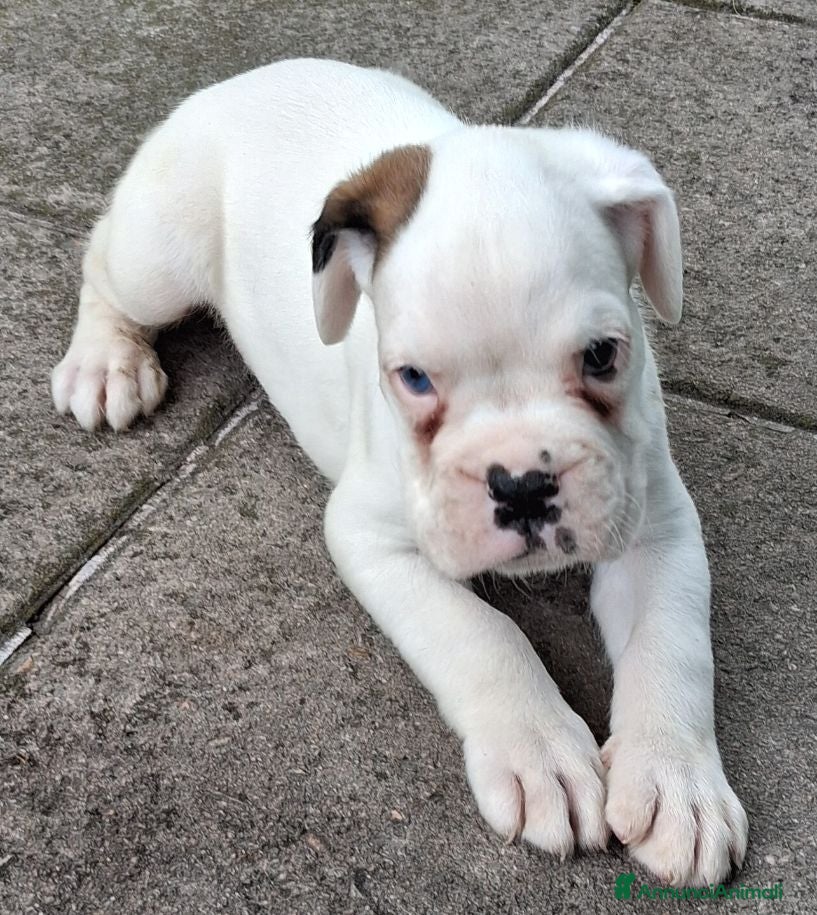 Boxer cani in vendita: boxer cuccioli  - Annuncio 6