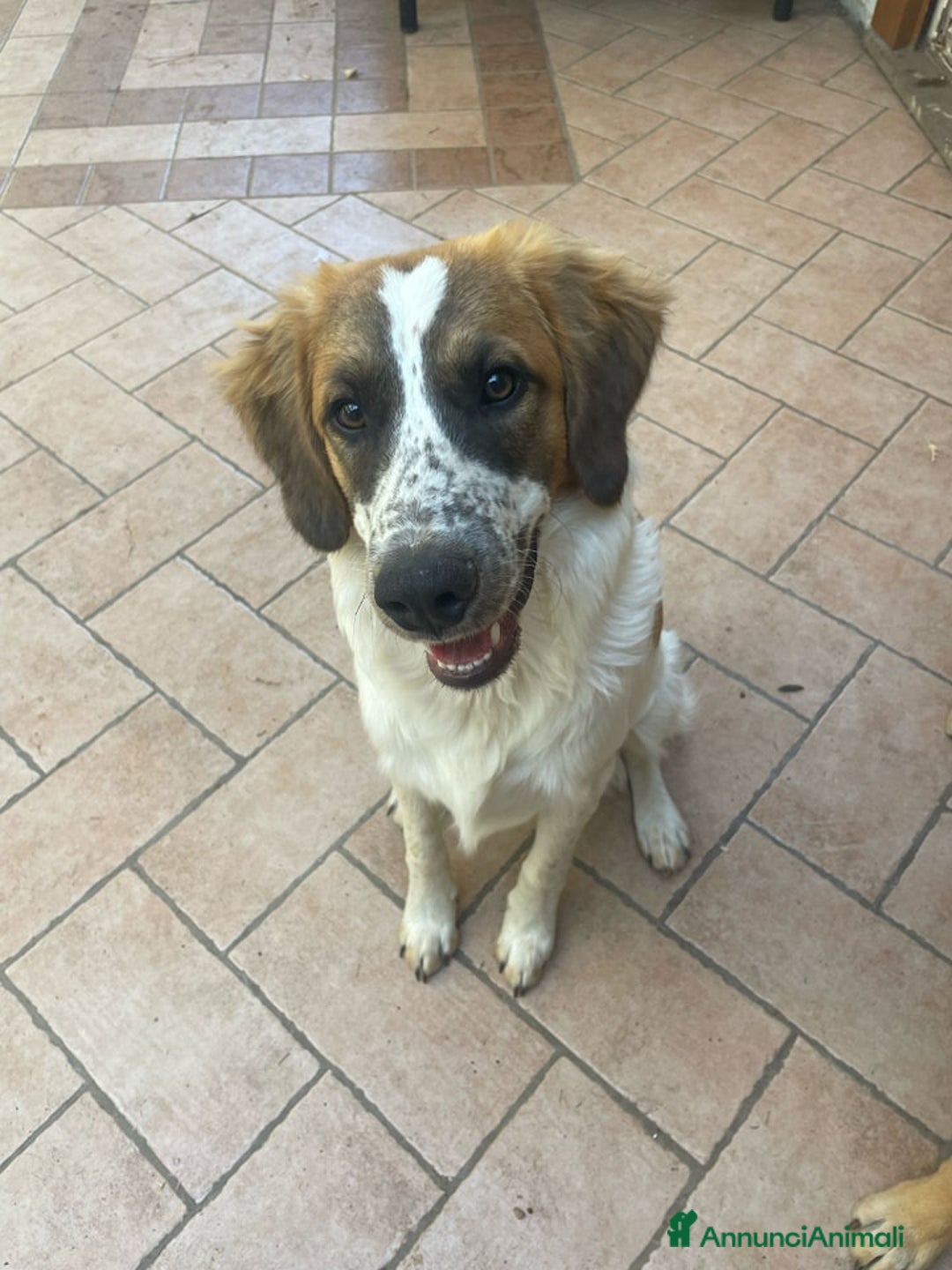 Meticcio cani in regalo: Macchia, cucciolotto di 6 mesi - Annuncio 3