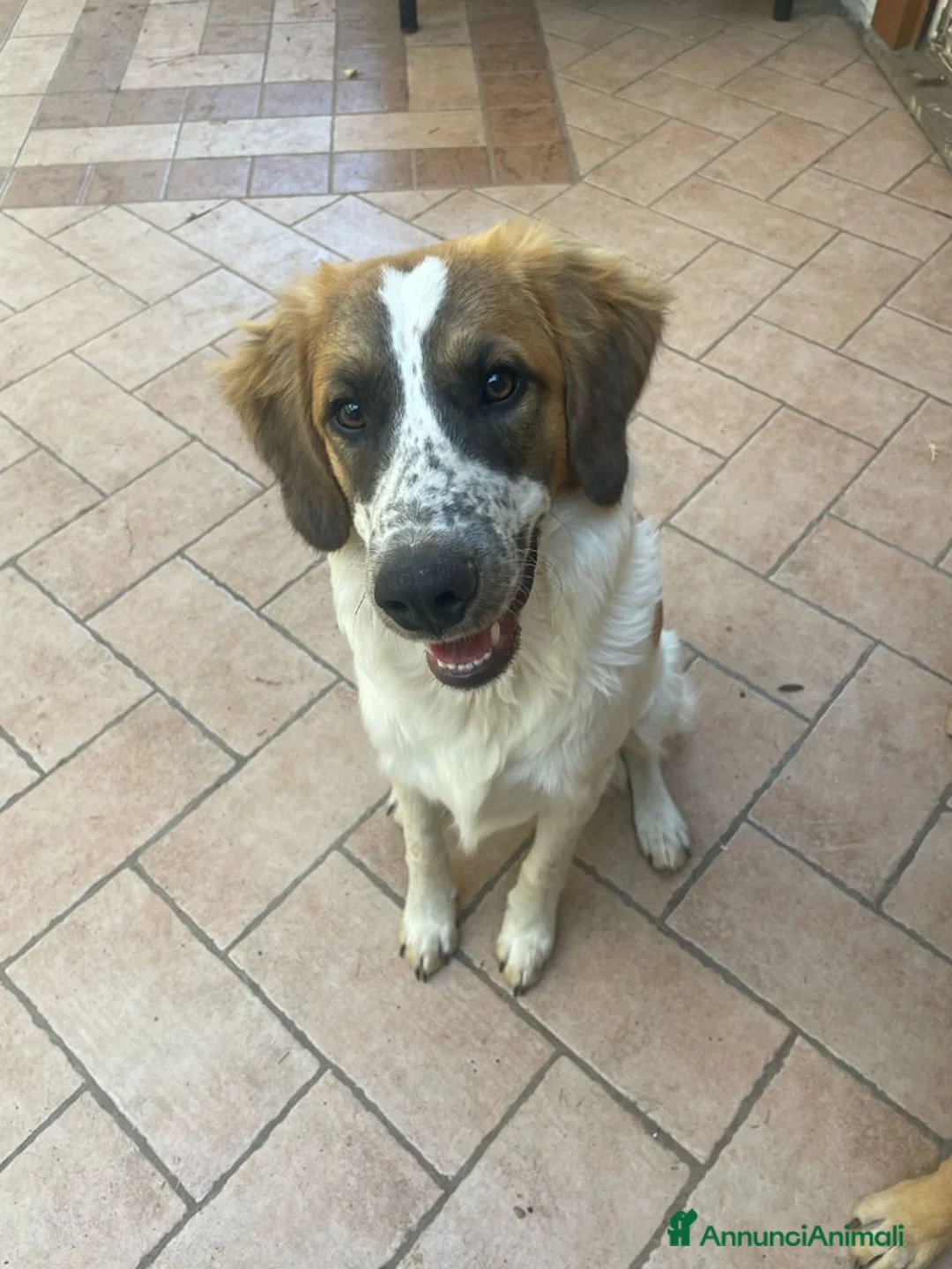 Meticcio cani in regalo: Macchia, cucciolotto di 6 mesi - Annuncio 3