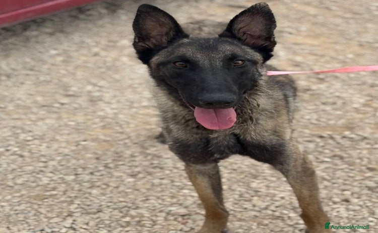 Pastore Belga cani a Provincia di Latina - Annuncio 2