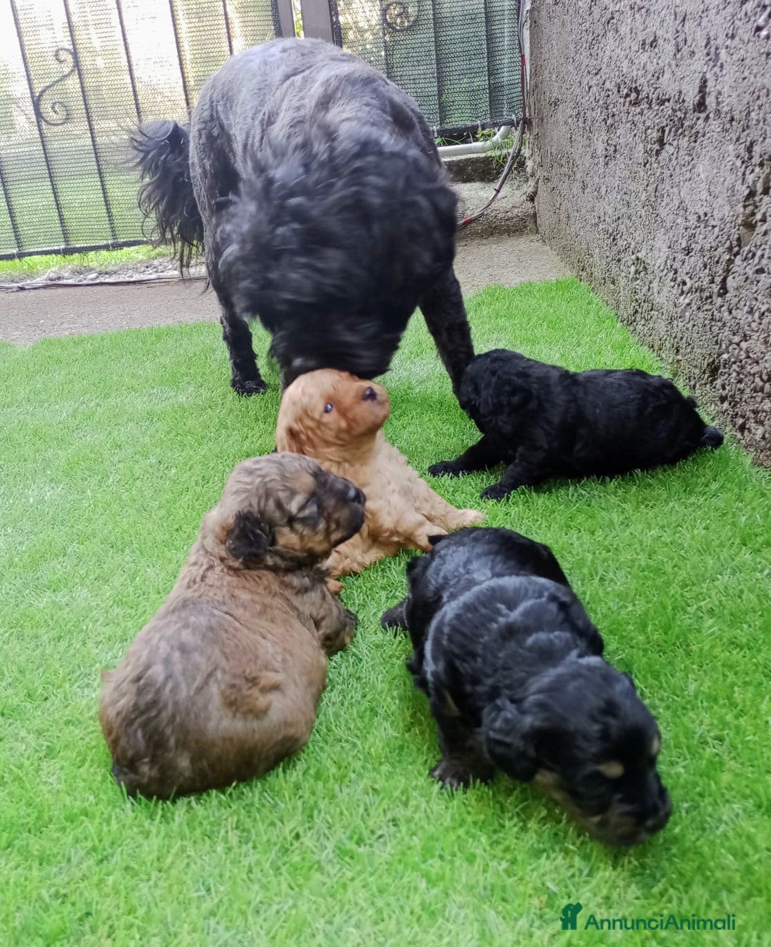 Maltipoo cani Maltipoo  - Annuncio 2