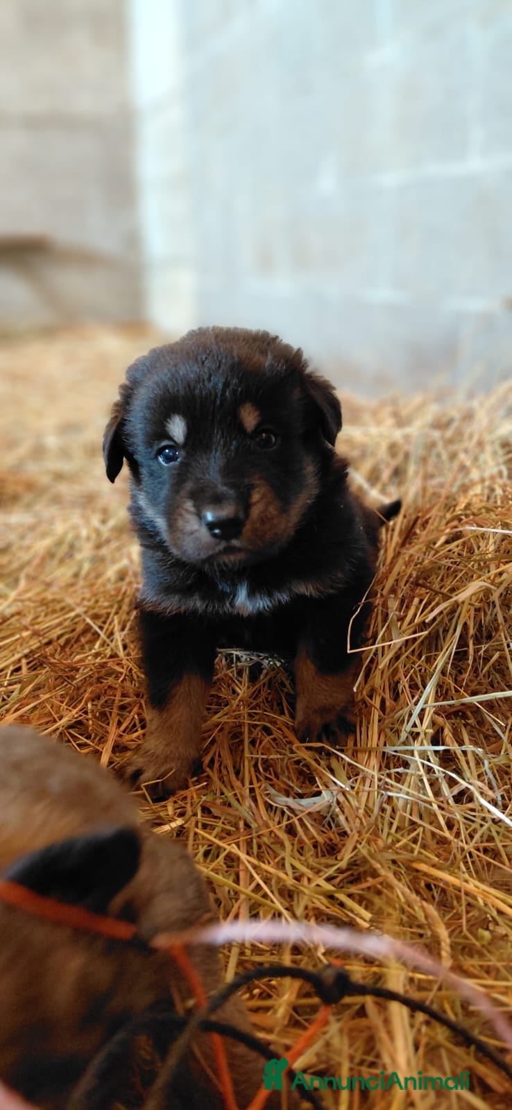 Meticcio cani in vendita: 10 cuccioli cercano casa  - Annuncio 1