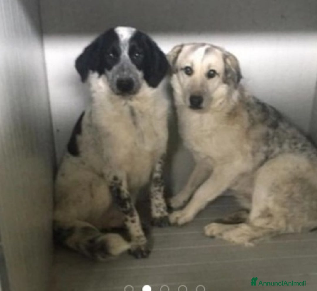 Meticcio cani in regalo: Da oltre 4anni in box..mai 1richiesta! Calabria a Città Metropolitana di Milano - Annuncio 6