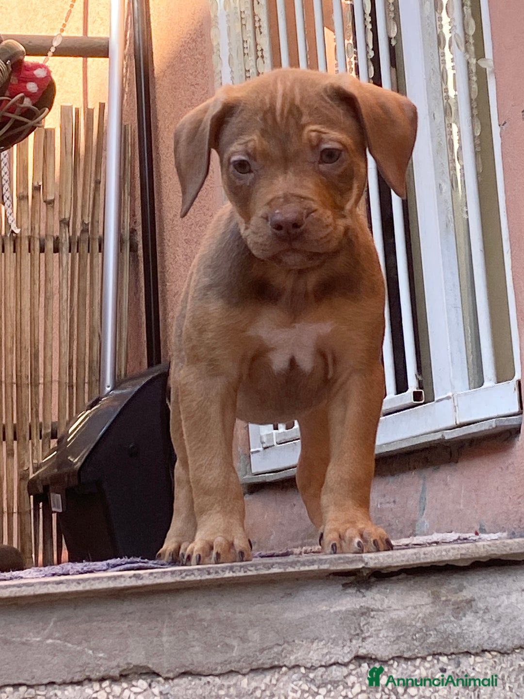 Pitbull cani in vendita: Cucciola di Pitbull Tricolor con Pedigree  a Città Metropolitana di Milano - Immagine 1