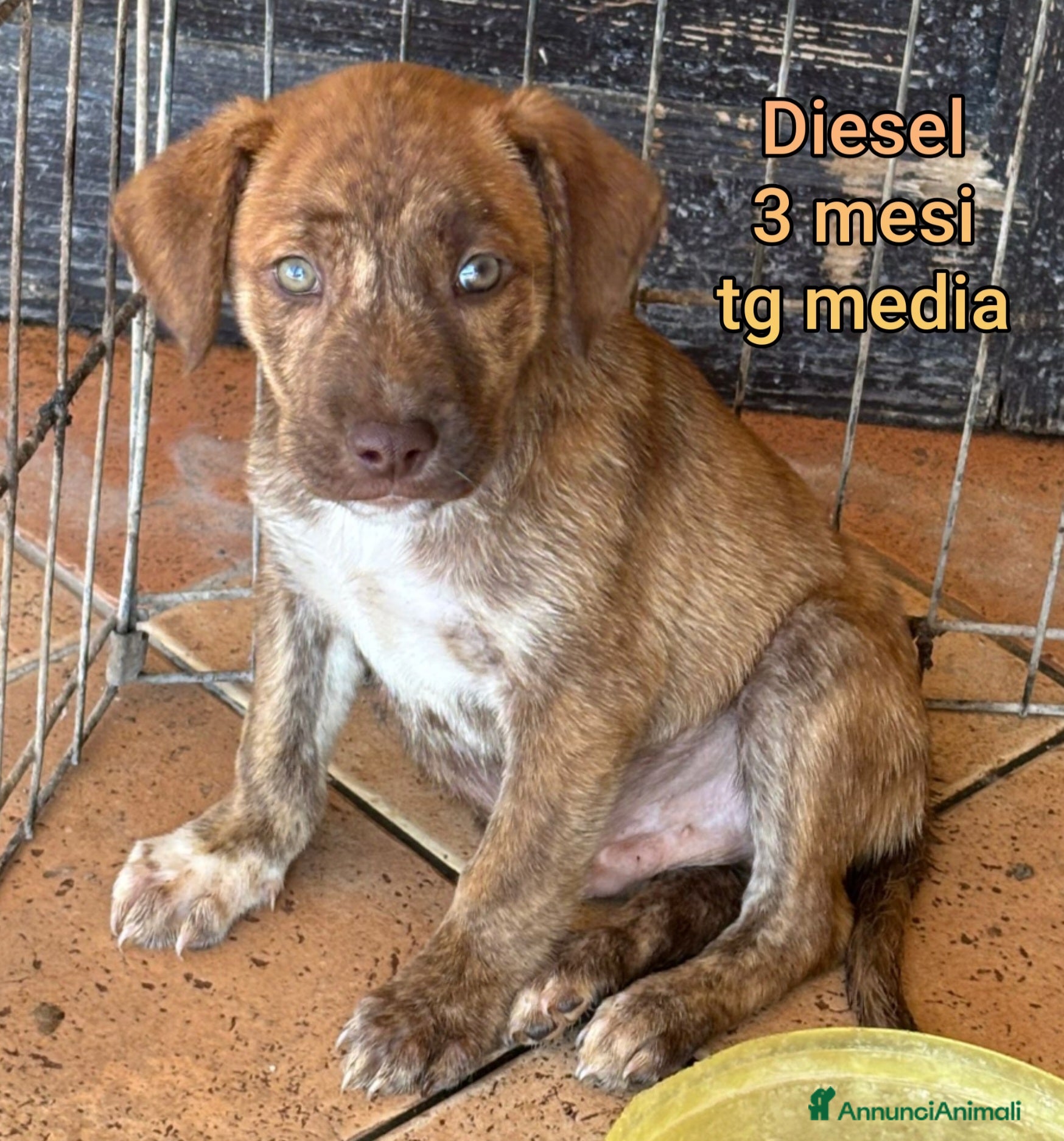 Meticcio cani CUCCIOLI CERCANO CASA E AMORE - Annuncio 13