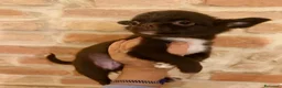 Chihuahua cani in vendita: Chihuahua mini - Annuncio 3