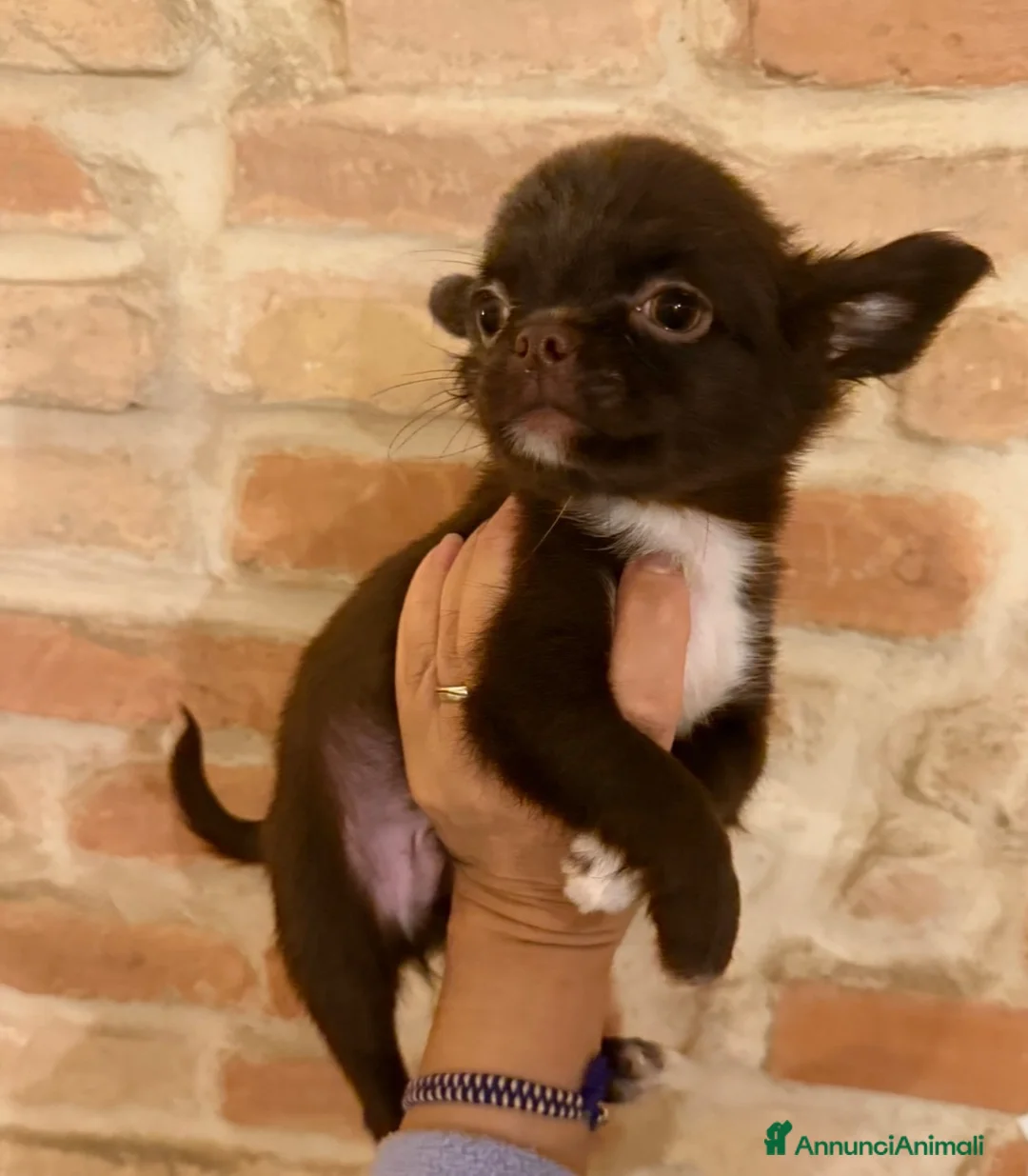 Chihuahua cani in vendita: Chihuahua mini - Annuncio 3