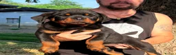 Rottweiler cani in vendita: ROTTWEILER TAGLIA GRANDE LINEA SERBA - Annuncio 3