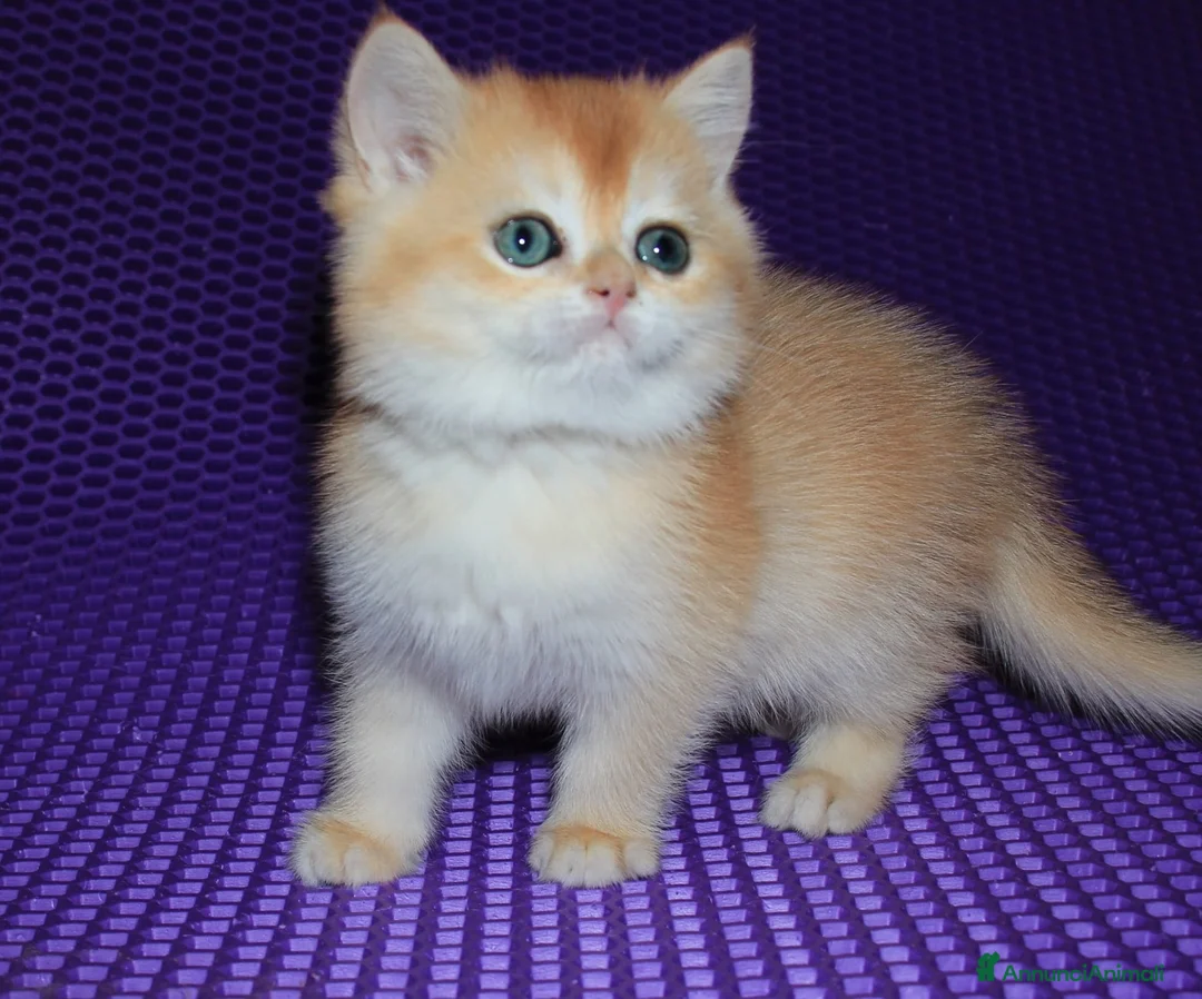 Immagine della galleria {{count}}