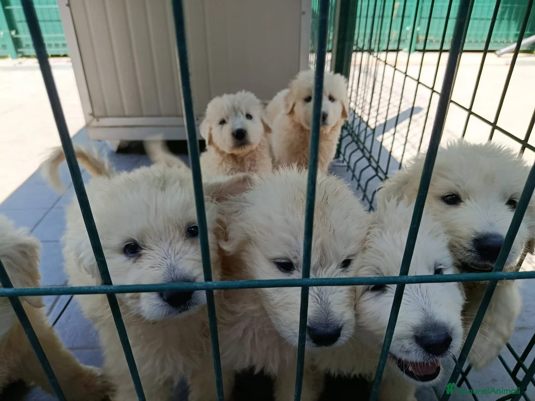 Pastore Abbruzzese Maremmano cani in vendita: Vendesi cuccioli Pastore Maremmano Abruzzese - Annuncio 8