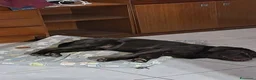 Labrador cani in vendita: Cuccioli di Labrador con Pedigree a Provincia di Rovigo - Annuncio 7