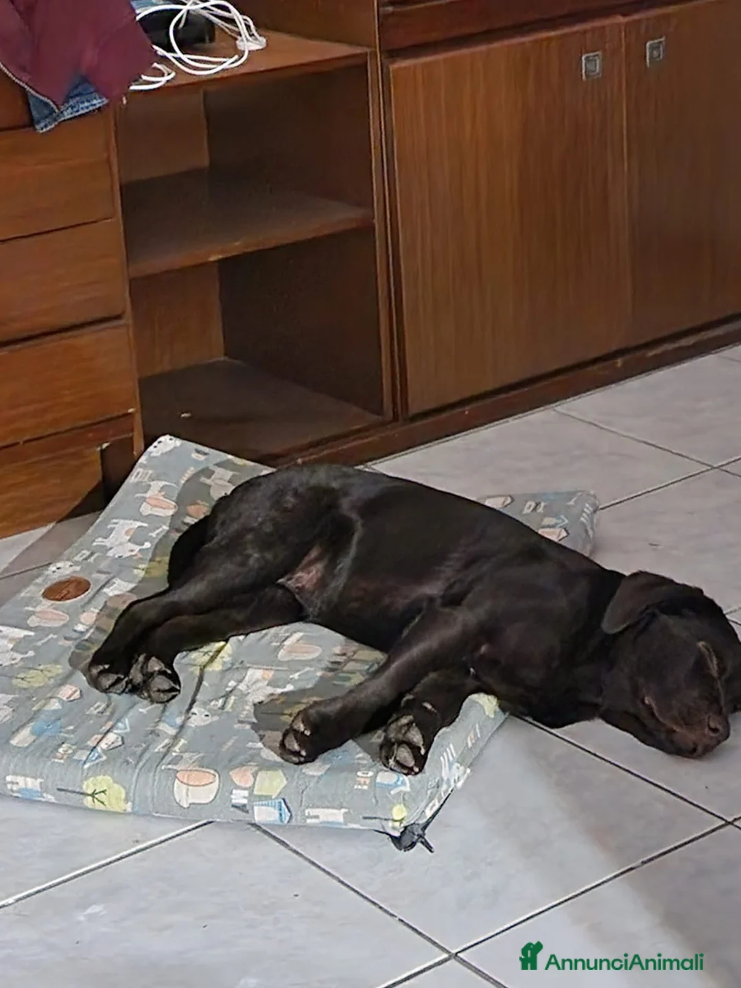 Labrador cani in vendita: Cuccioli di Labrador con Pedigree a Provincia di Rovigo - Annuncio 7