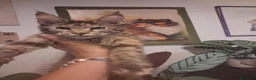 Maine Coon gatti in vendita: Cuccioli maine coon - Annuncio 11