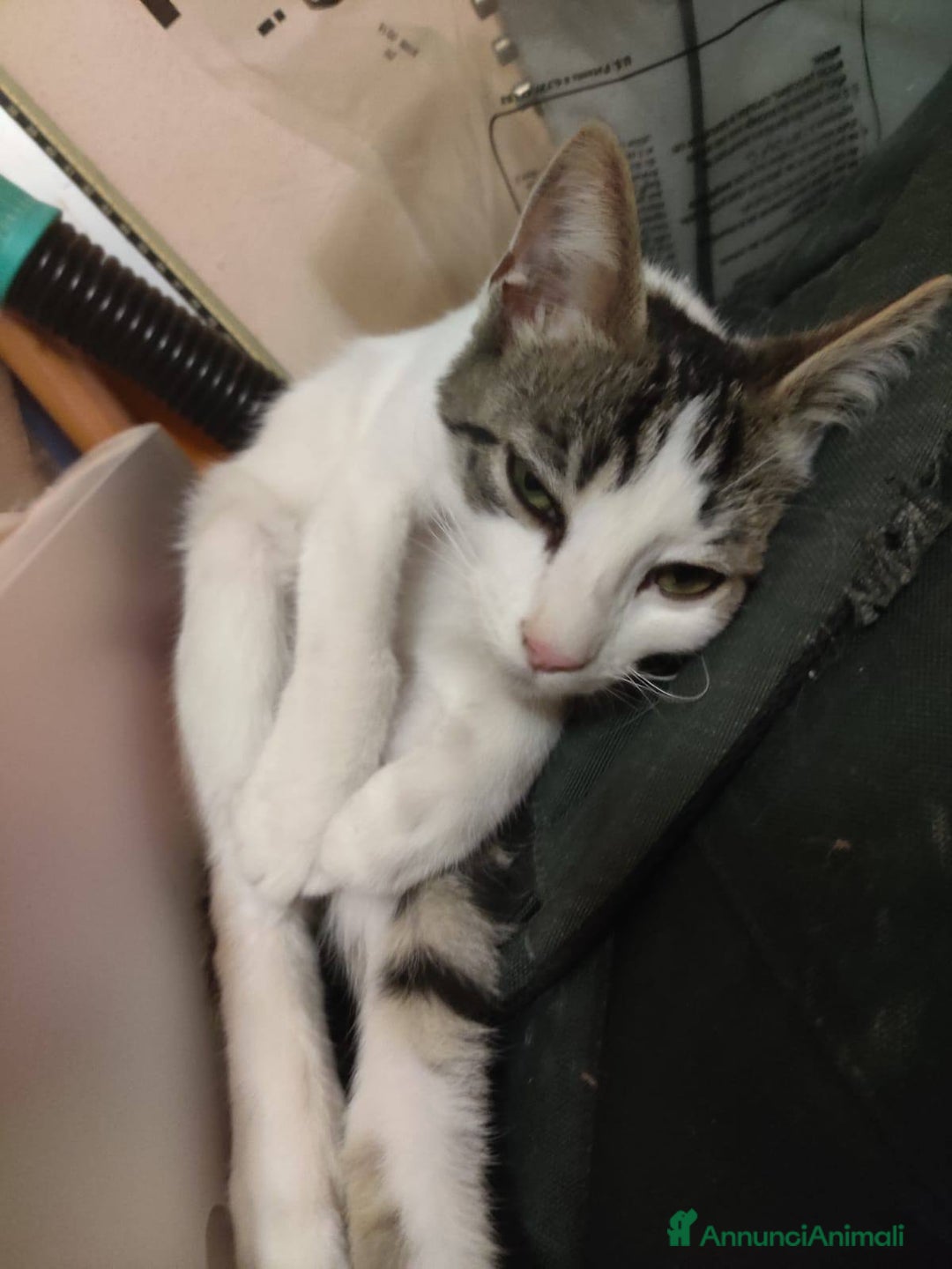 Europeo gatti in regalo: Dolcissimo gattino in adozione, PACO! - Annuncio 5