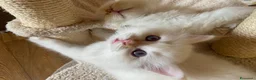 Sacro di Birmania gatti in vendita: CUCCIOLI SACRO BIRMANIA BOLOGNA - Annuncio 3