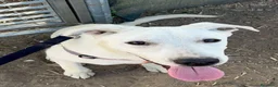 Dogo Argentino cani in regalo: Enea. - Annuncio 1
