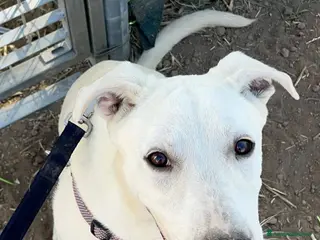 Dogo Argentino cani Enea. - Annuncio 20
