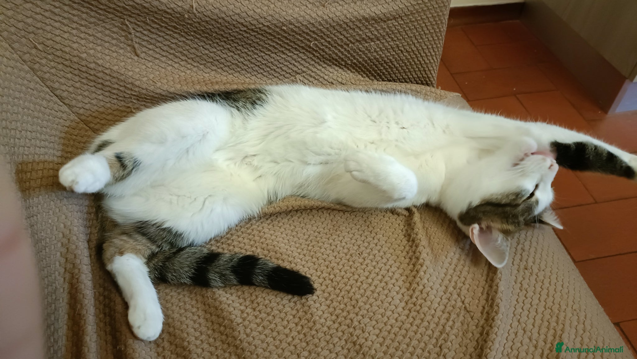 Meticcio gatti Regalo gatta - Annuncio 2