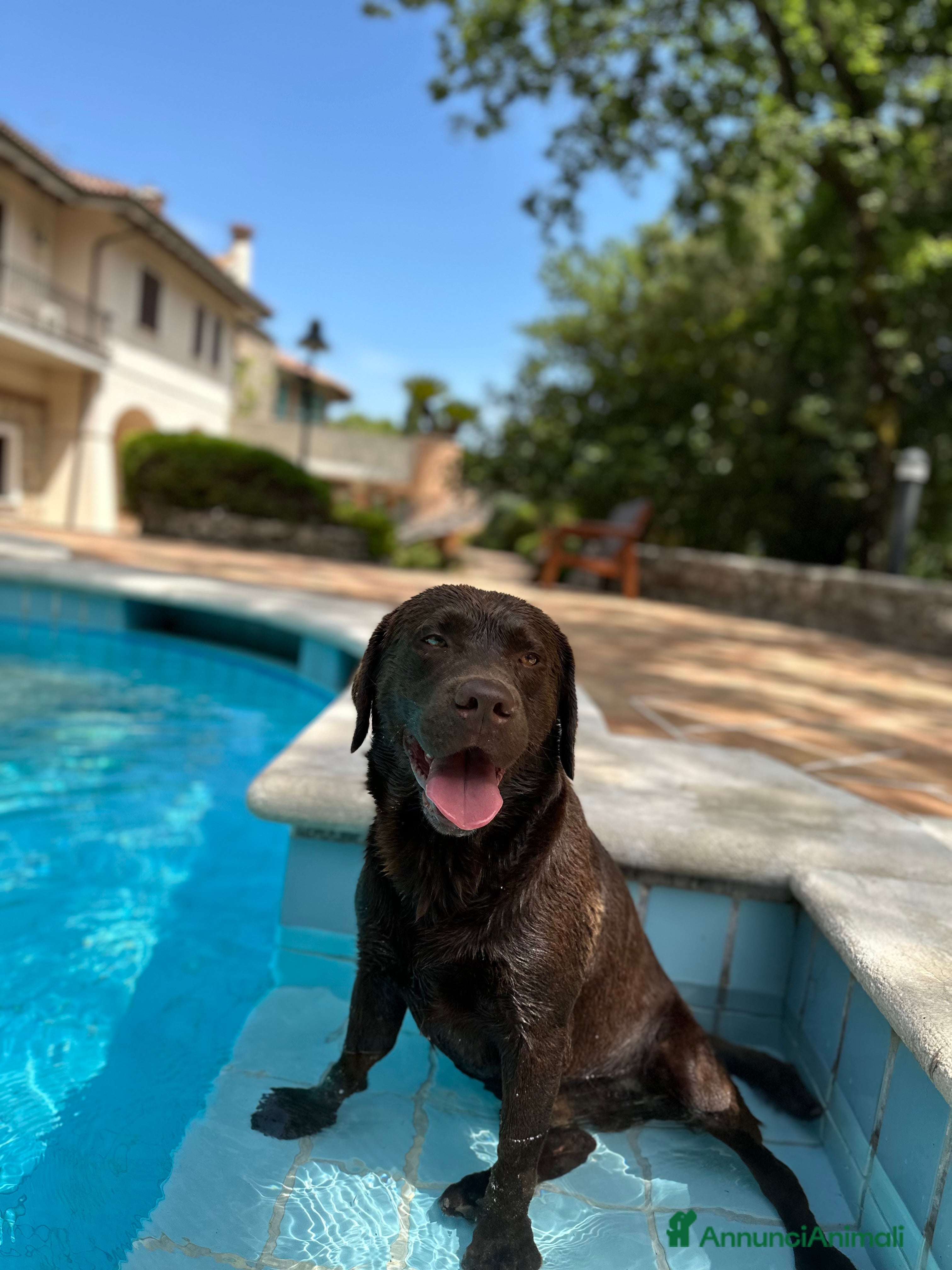 Labrador cani Kinder - Annuncio 2