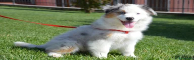 Australian Shepherd 1