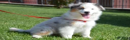 Australian Shepherd cani in vendita: Cucciola Australian Shepherd  - Annuncio 5